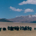 TIBET: “ I nomadi tibetani obbligati a lasciare il pascoli entro il 2014 