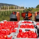 Coldiretti : i pomodori dalla Cina fanno crollare la  produzione a Reggio del 67%