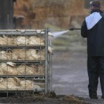 Scienziati lanciano allarme aviaria: Si rischia pandemia,il virus H7N9 si sta diffondendo in Cina