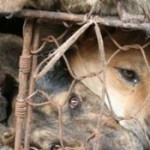 Yulin Dog Meat Festival, fermiamo la sagra della crudeltà in Cina. Presidio davanti Ambasciata Cinese Roma