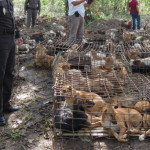 La denuncia sul commercio di pellicce di cani in Cina: “maltrattati in gabbia e sgozzati” [Video]