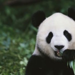 La Cina e la diplomazia del panda 