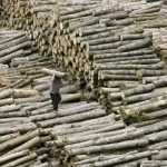 La Cina saccheggia le ultime foreste del Senegal