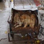 I cinesi mangiano i genitali dei cani all’annuale Yulin Dog Meat Festival in Cina